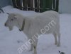Зааненский козел на случку