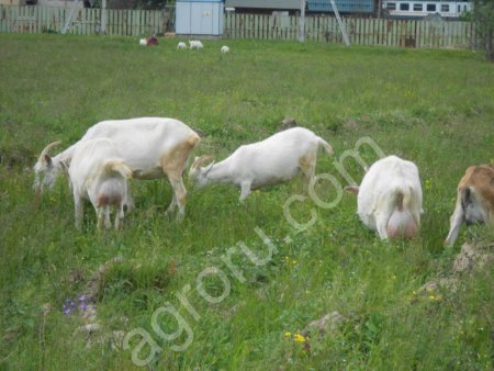 козье молоко