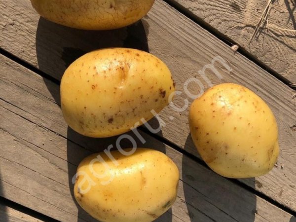 картофель 5+ сорт: Наташа, Ред Скарлет, Королева Анна, Родриго, Лабелла
