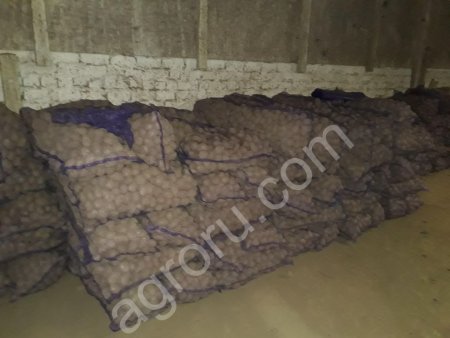 Картофель Янка 5+ белый сорт