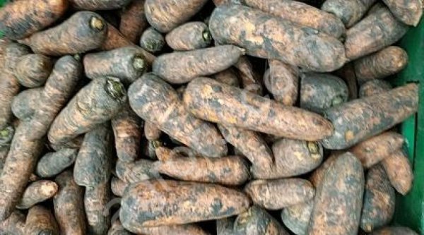 Морковь от производителя