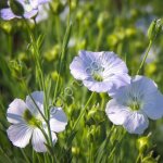 Семена льна