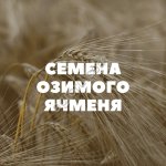 семена озимого ячменя на посев