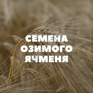 семена озимого ячменя на посев