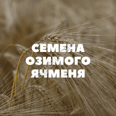 семена озимого ячменя на посев