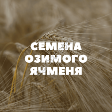 семена озимого ячменя на посев