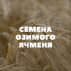 семена озимого ячменя на посев