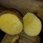 Картофель Ред леди 5+