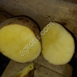 Картофель Ред леди 5+