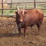 Быки с откорма