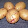 Картофель сорт Гала