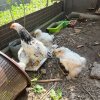 Кохинхин белый, черный
