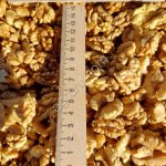 ГРЕЦКИЙ ОРЕХ