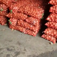 Репчатый крупный лук.
