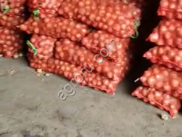 Репчатый крупный лук.