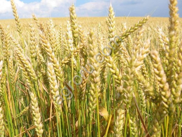 сельхоз земли