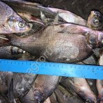 Рыба и морепродукты