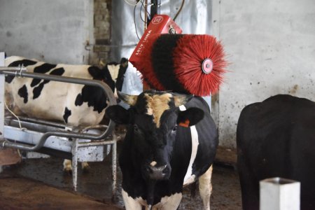 Молоко буйволов входит в моду, - Краткий обзор рынка молока