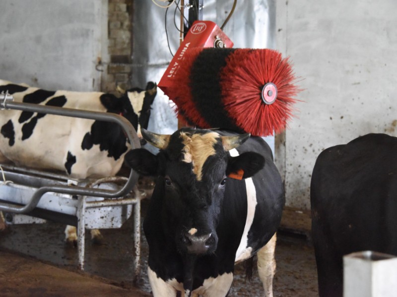 Молоко буйволов входит в моду, - Краткий обзор рынка молока