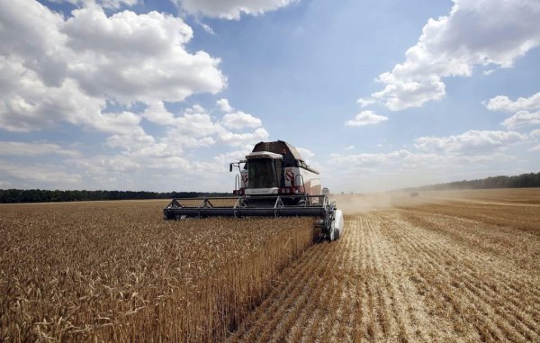 Краткий обзор рынка зерна