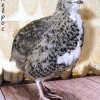 Перепела техасской, эстонской, золотистой породы