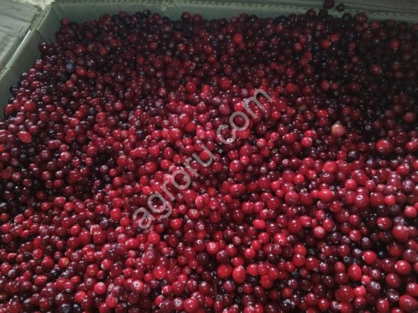Свежая клюква