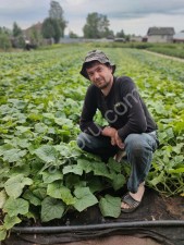 огурцы соленые бочковые подлёдные