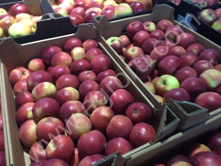 Яблоки оптом, 70+