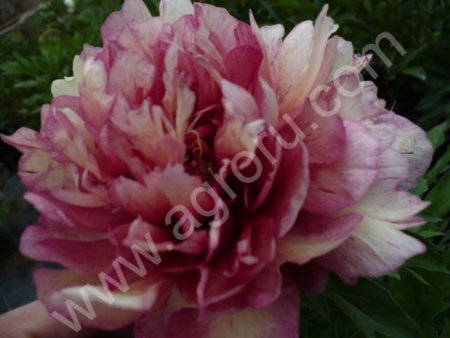 Коллекционные сорта пионов и гортензий