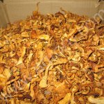 Лисичка сушеная