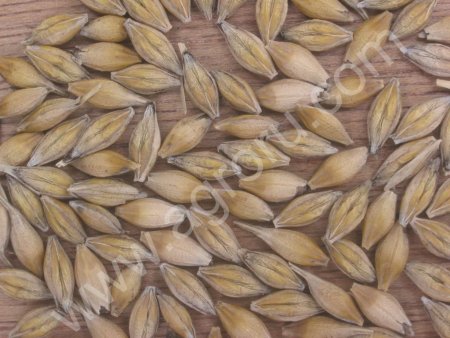 Ячмень фуражный