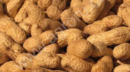 Арахис в скорлупе обжаренный