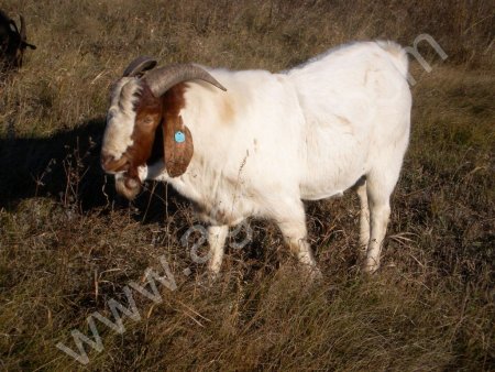 Бурский козел