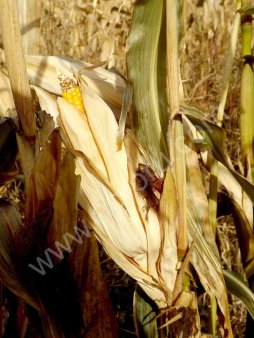 Семена кукурузы