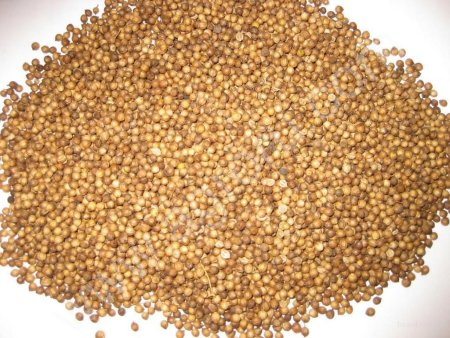 Кориандр зерно и кориандр молотый