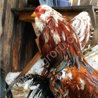 Орловская порода