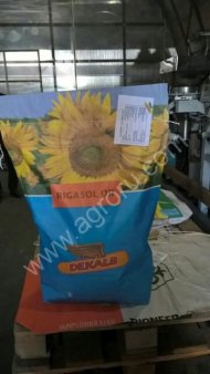 Семена подсолнечника сорта «Ригасол ОР»
