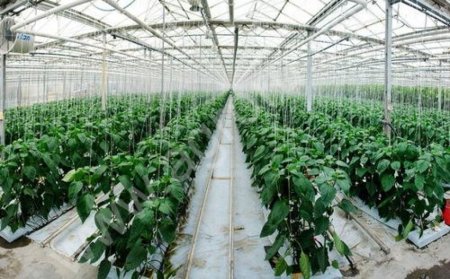 Тепличное хозяйство. 68 Га