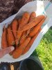 Морковь среднего колибра