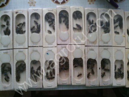 Пчеломатки карпатки