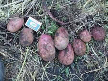 Молодой цыганка сорт