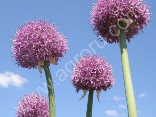 Луковицы и семена Лука Анзур.