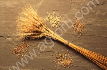 <span>пшеница</span>