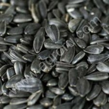 семечка масляничная 4 000тн
