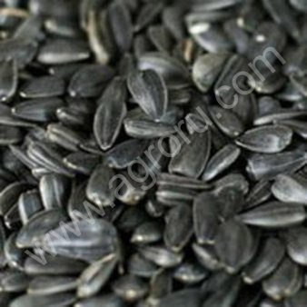 семечка масляничная 4 000тн