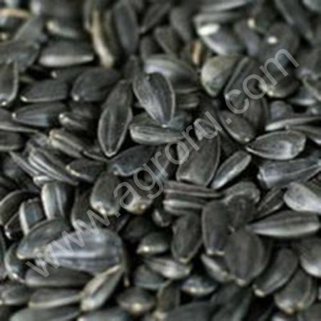 семечка масляничная 4 000тн