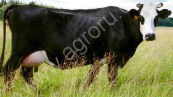 дойных коров Ярославской породы 210 голов