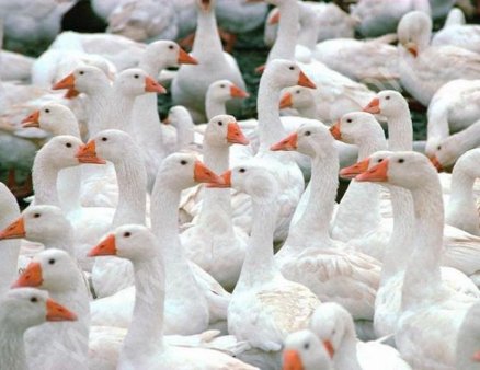 Родительское стадо гусей