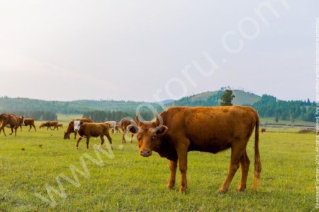 Мясо. Мраморная говядина