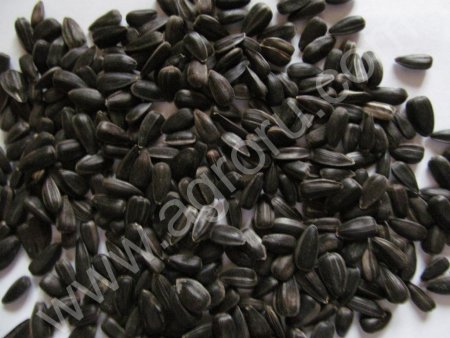 Семечки калиброванные 36+